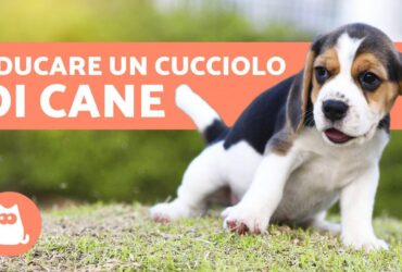 Come educare un cucciolo?