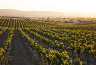 Il Chianti, regione di vini pregiati e paesaggi unici